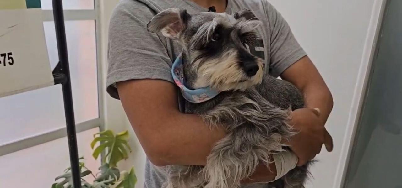Gracias al actuar de la Policía, la mascota fue rescatada sana y salva. Gracias al actuar de la Policía, la mascota fue rescatada sana y salva.